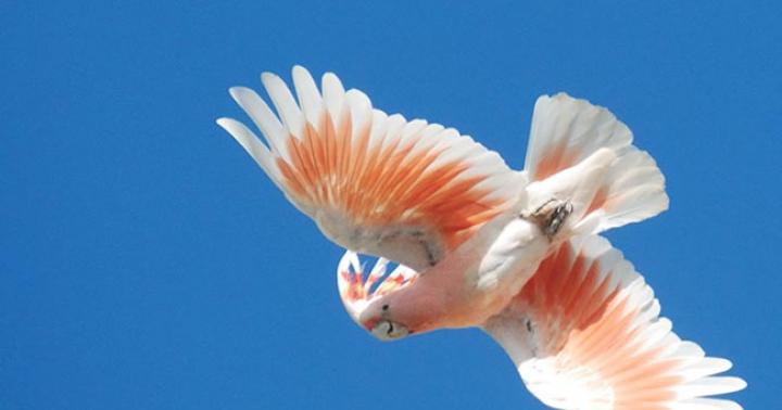 Попугай розовый какаду (Гала)
