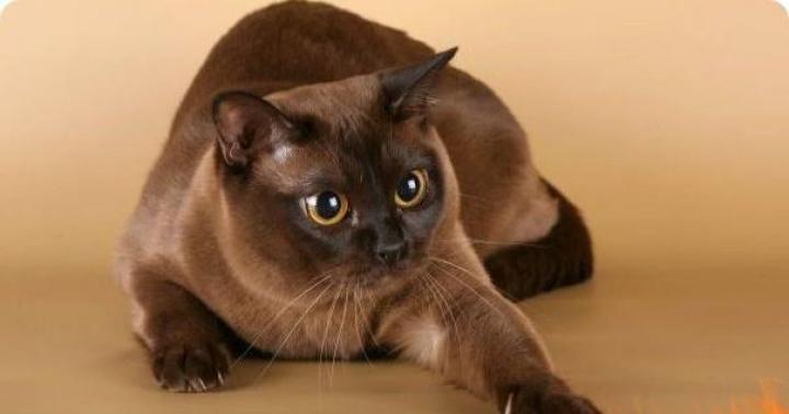Бурманская кошка: фото, описание породы, характер, цены на котят и отзывы