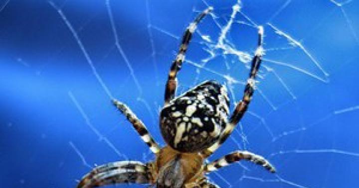 Опасен ли паук крестовик для человека Как передвигается паук крестовик