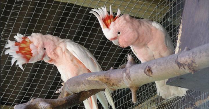 Уход за попугаем какаду в домашних условиях