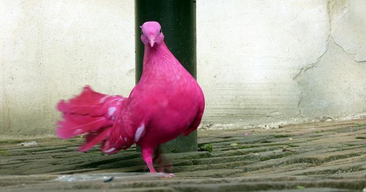 Особенности цветных голубей Крупный голубь с розоватой грудью