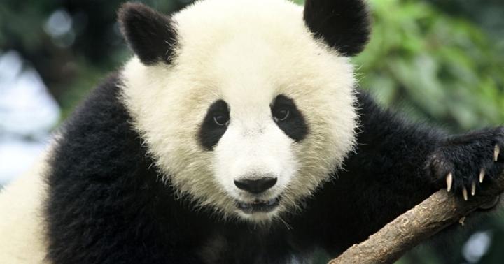 На каком материке и в какой стране обитает большая панда?