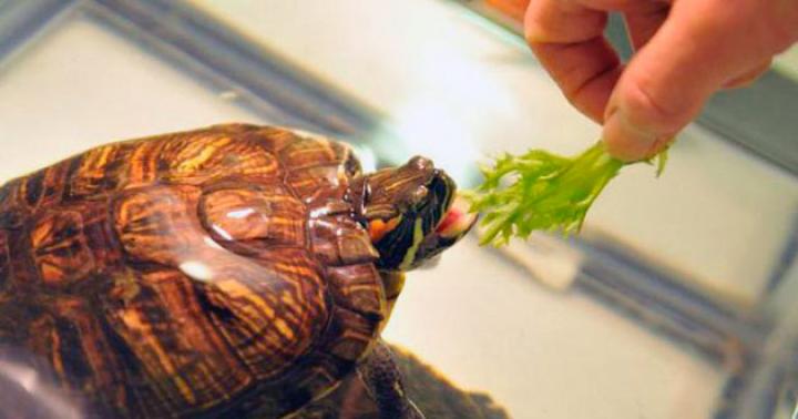 Как правильно ухаживать за сухопутной черепахой Содержание черепахи дома