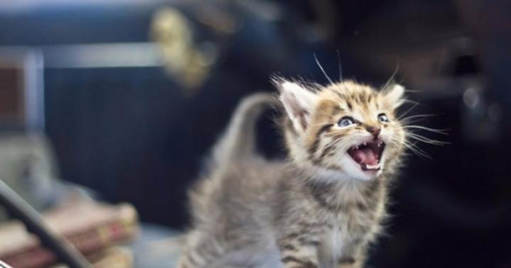 Кошки и постоянное мяуканье - почему кошки мяукают?