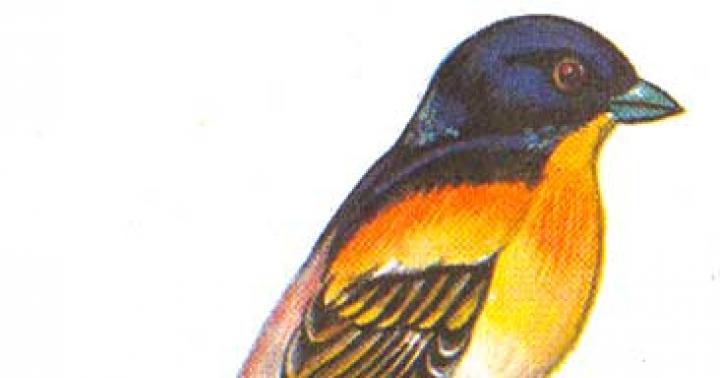 Птицы с хохолком на голове: названия, описание, фото