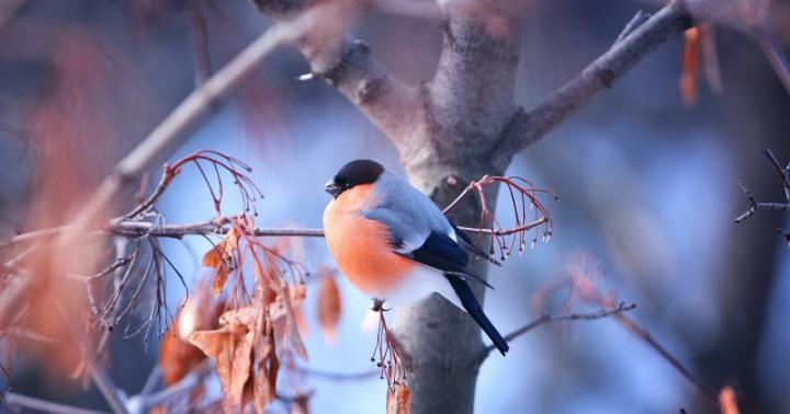 Снегирь: внешний вид птиц и их род, перелётные они или оседлые