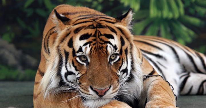 ﻿ Животное тигр описание, анатомия, образ жизни