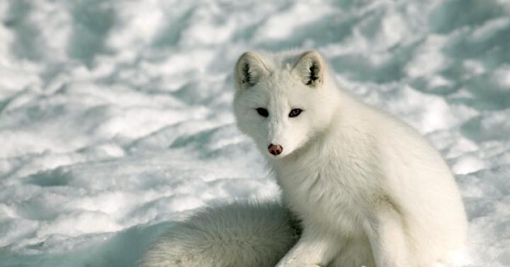 Песец (полярный лис): виды, повадки и образ жизни