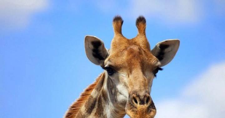 Животное жираф: описание, фото и картинки, видео, почему шея жирафа такая длинная, какой его рост