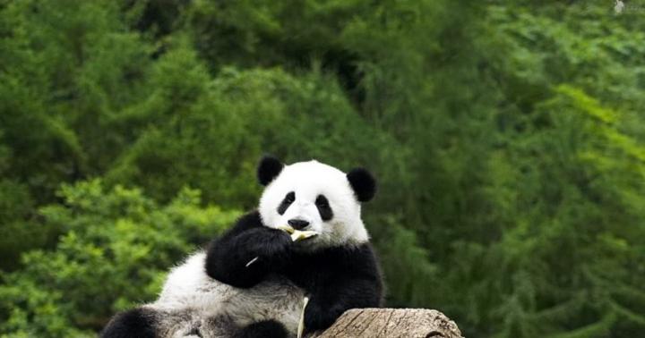 Большая панда, или бамбуковый медведь, или гигантская панда Как выглядит панда